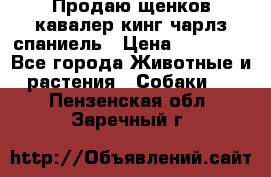 Продаю щенков кавалер кинг чарлз спаниель › Цена ­ 40 000 - Все города Животные и растения » Собаки   . Пензенская обл.,Заречный г.
